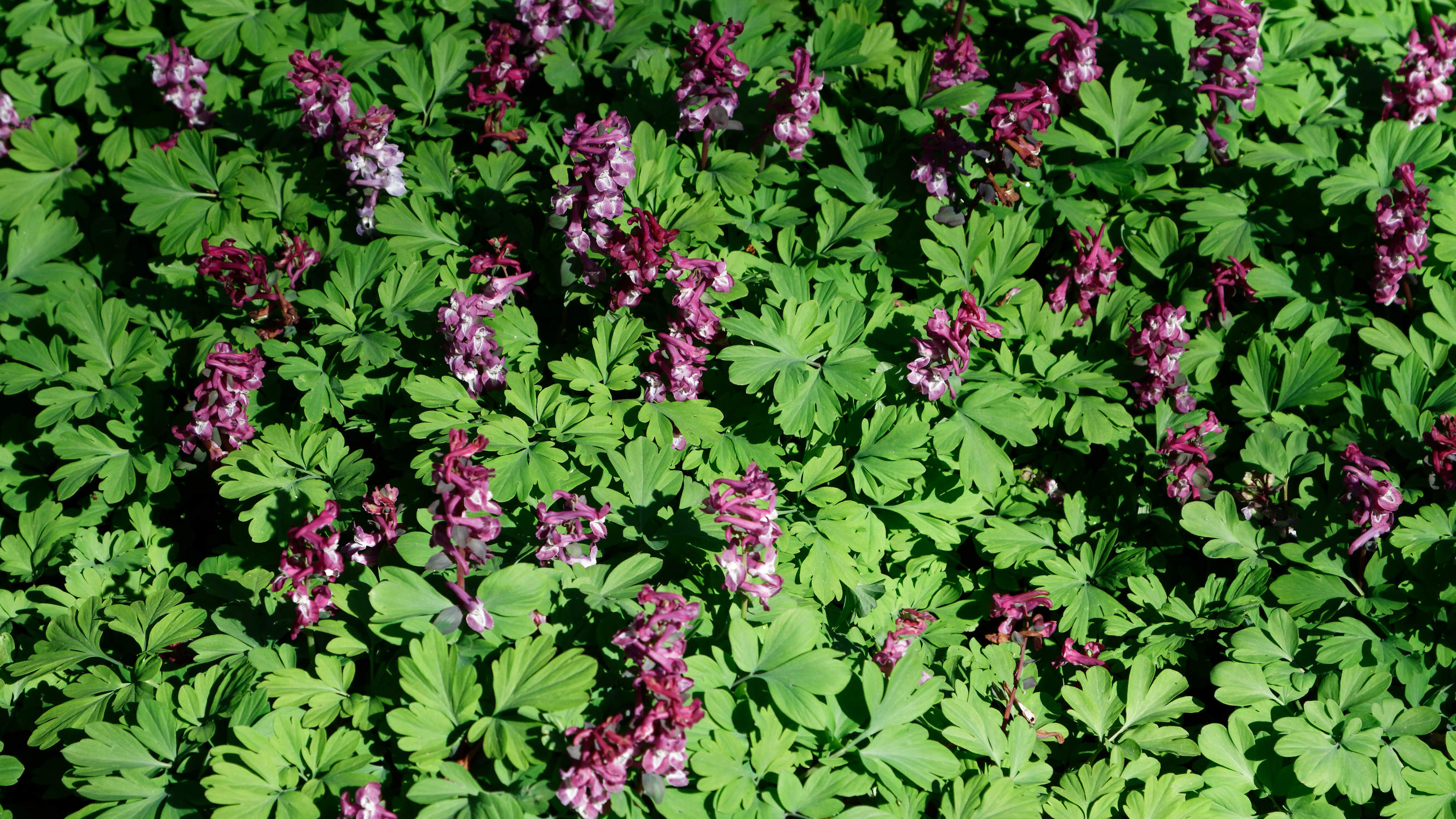 20210420 Lyngby Sø 75